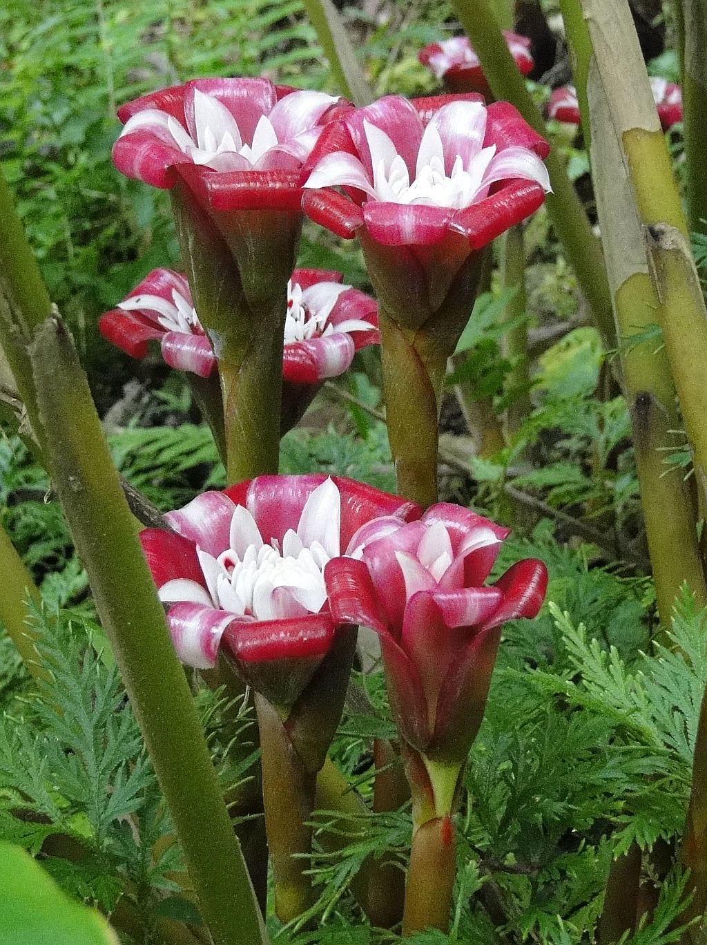 Etlingera venusta