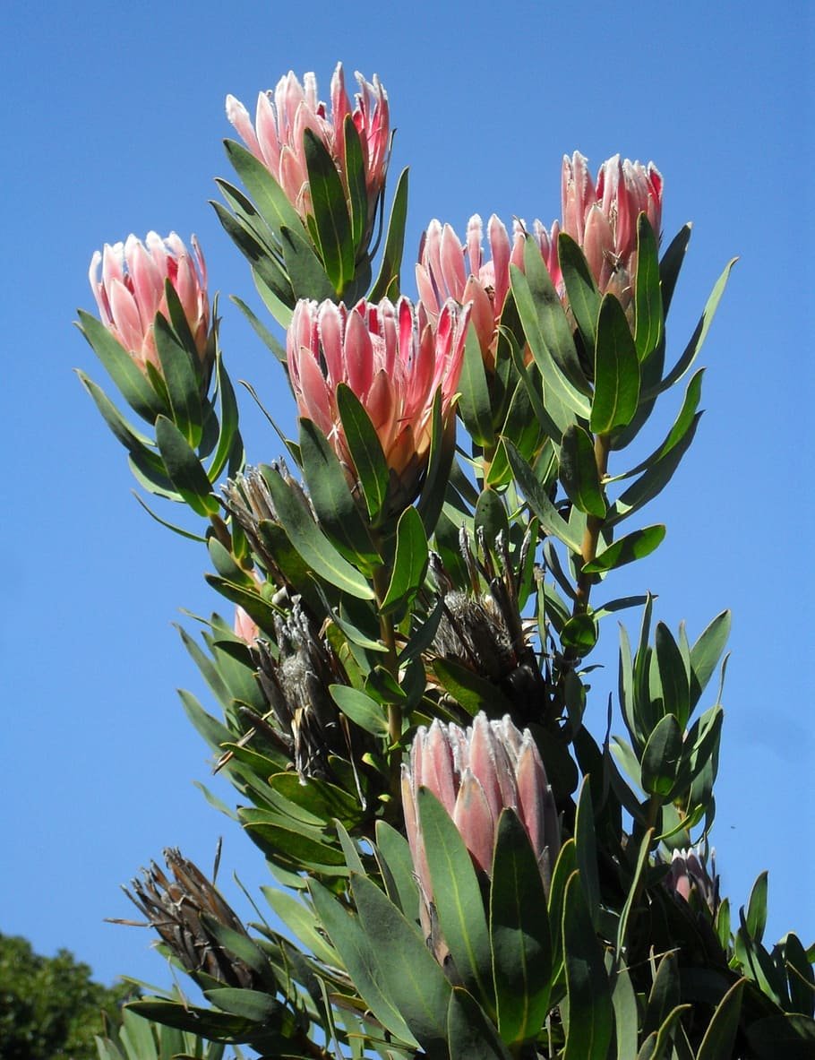 Protea lepidocarpodendron