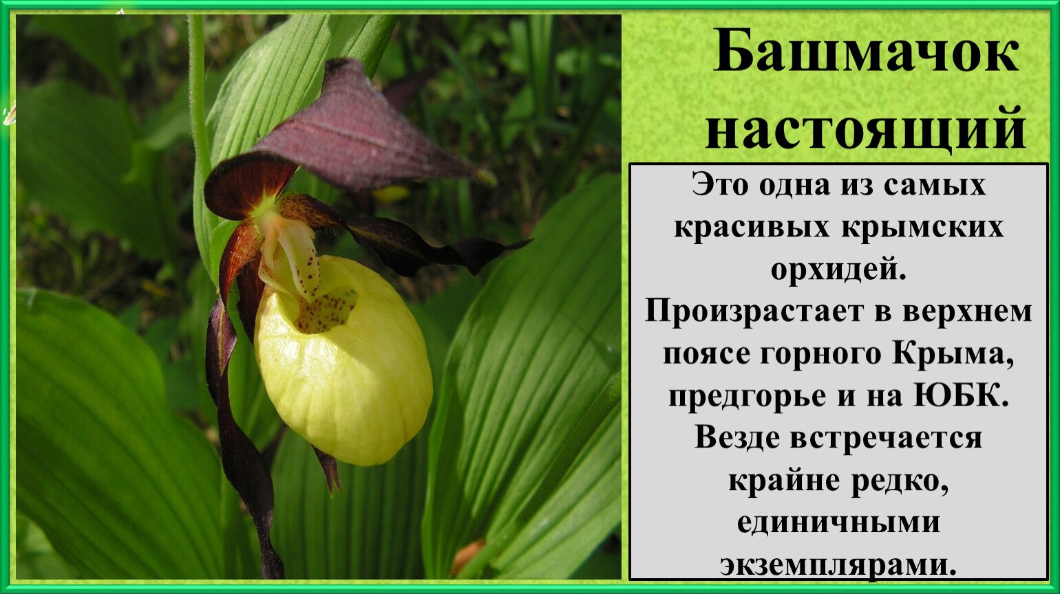 Венерин башмачок настоящий (обыкновенный) — Национальный парк Русский Север