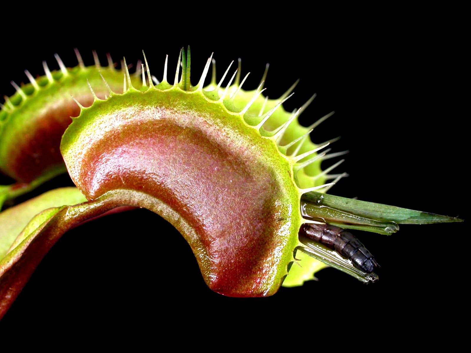 Растение хищник является. Венерина мухоловка Dionaea. Венерина мухоловкаоловка\. Венерина мухоловка Хищные растения. Хищное растение Дионея.