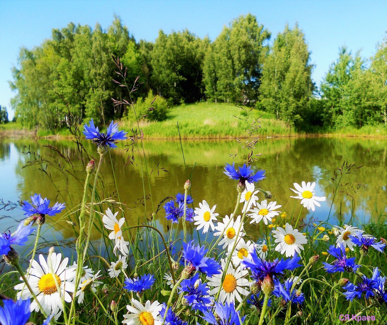Летний день цветы. Ромашково-Васильковое поле фото. Летний пейзаж. Летняя природа. Ромашки и васильки.
