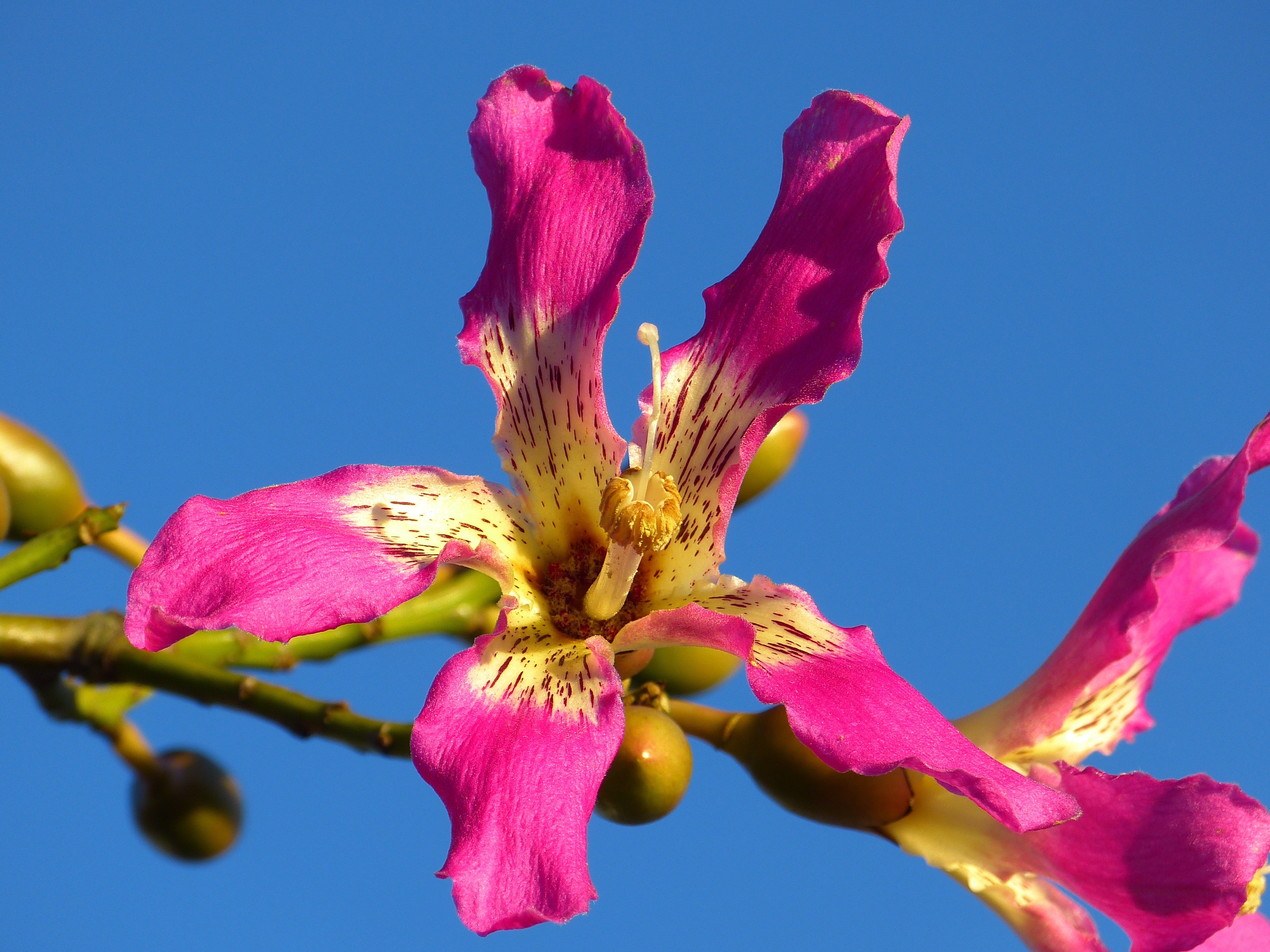 Сбежавший цветок. Сейба дерево. Ceiba pentandra. Сейба (Ceiba). Сейба пятитычинковая.