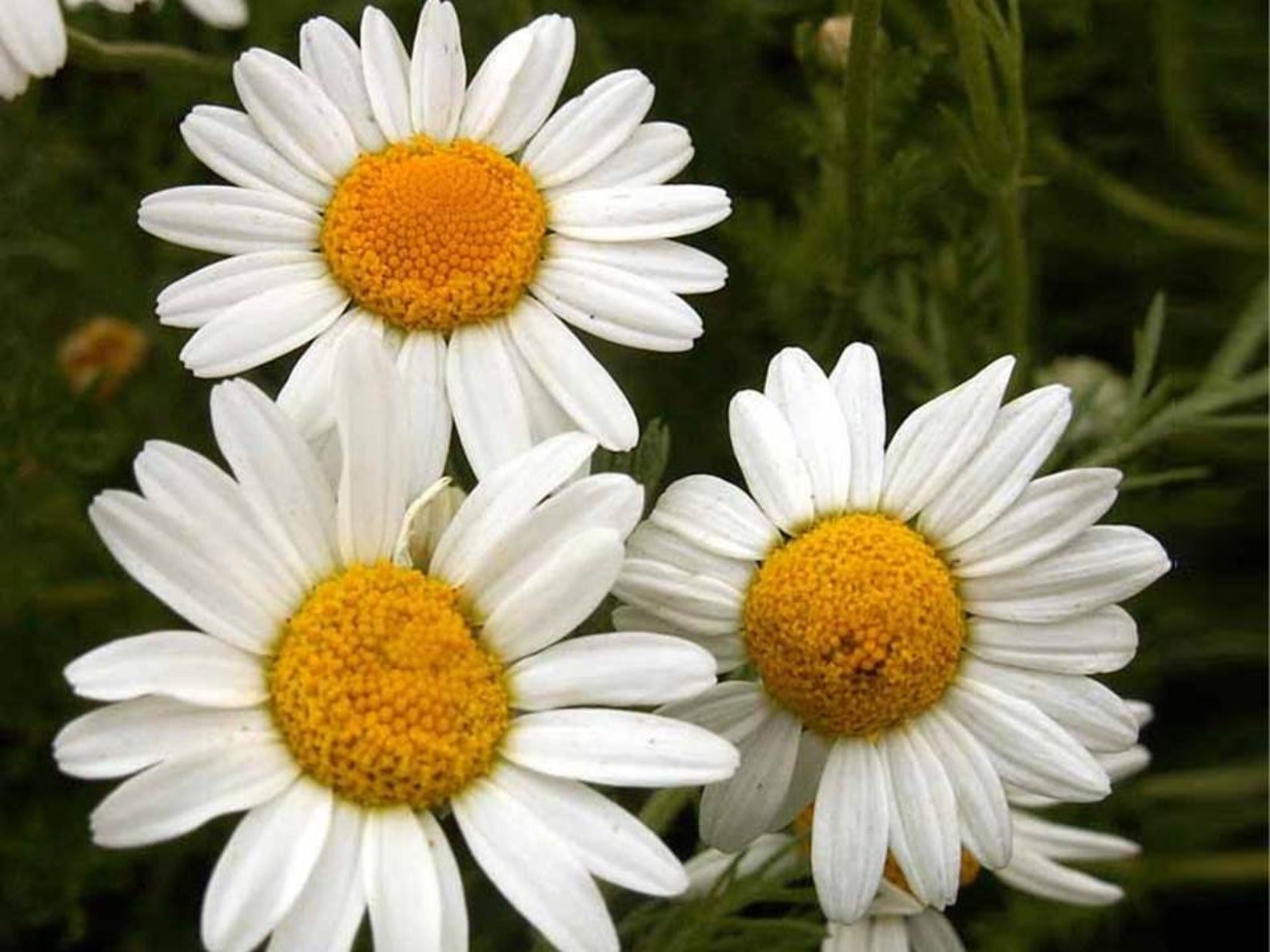 Сердцевина ромашки. Ромашка (Anthemis Nobilis). Антемис Нобилис. Ромашка Римская (Пупавка благородная) Кэнди. Anthemis Nobilis Flower.