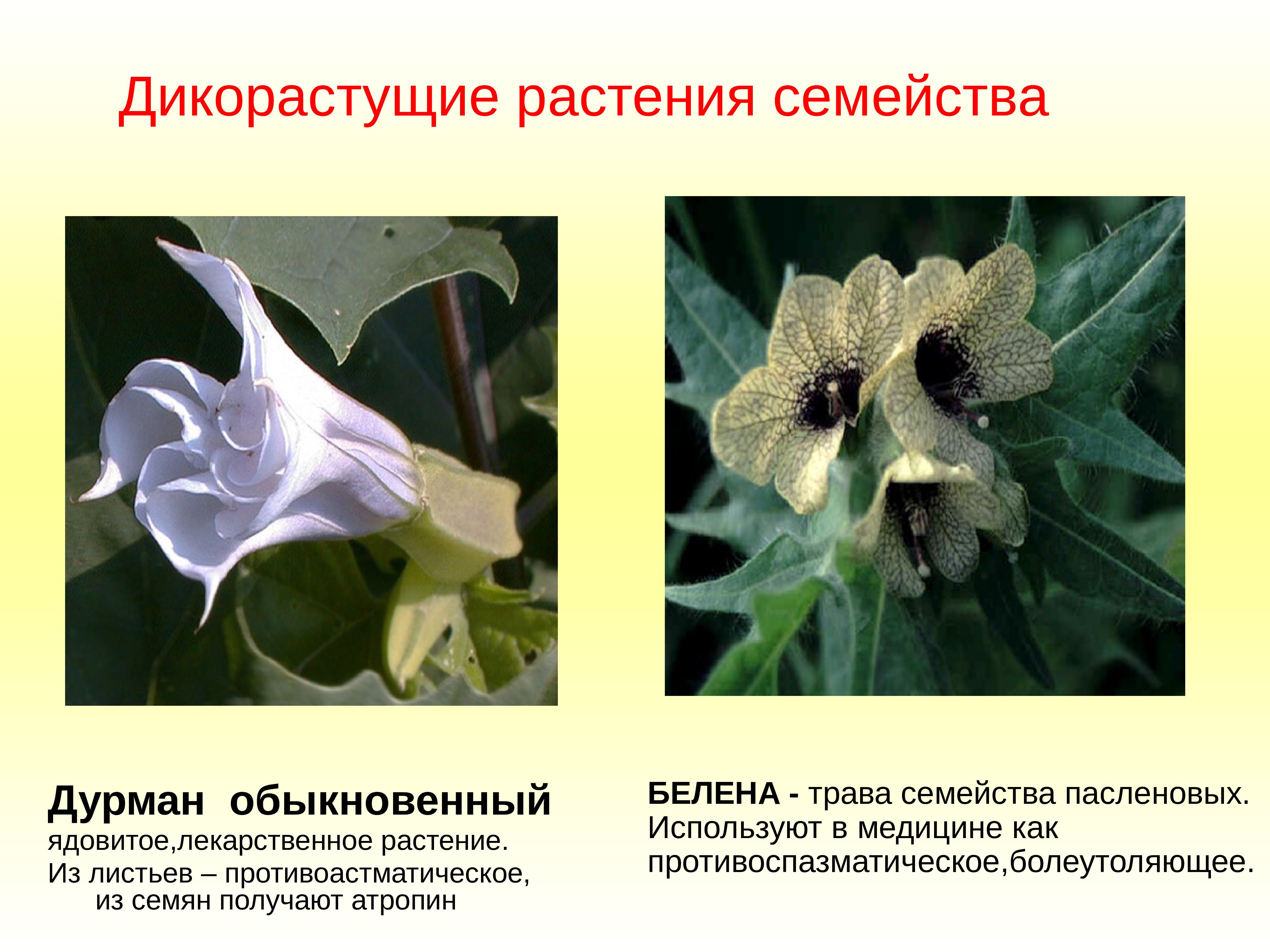 Двудольные растения Пасленовые растения