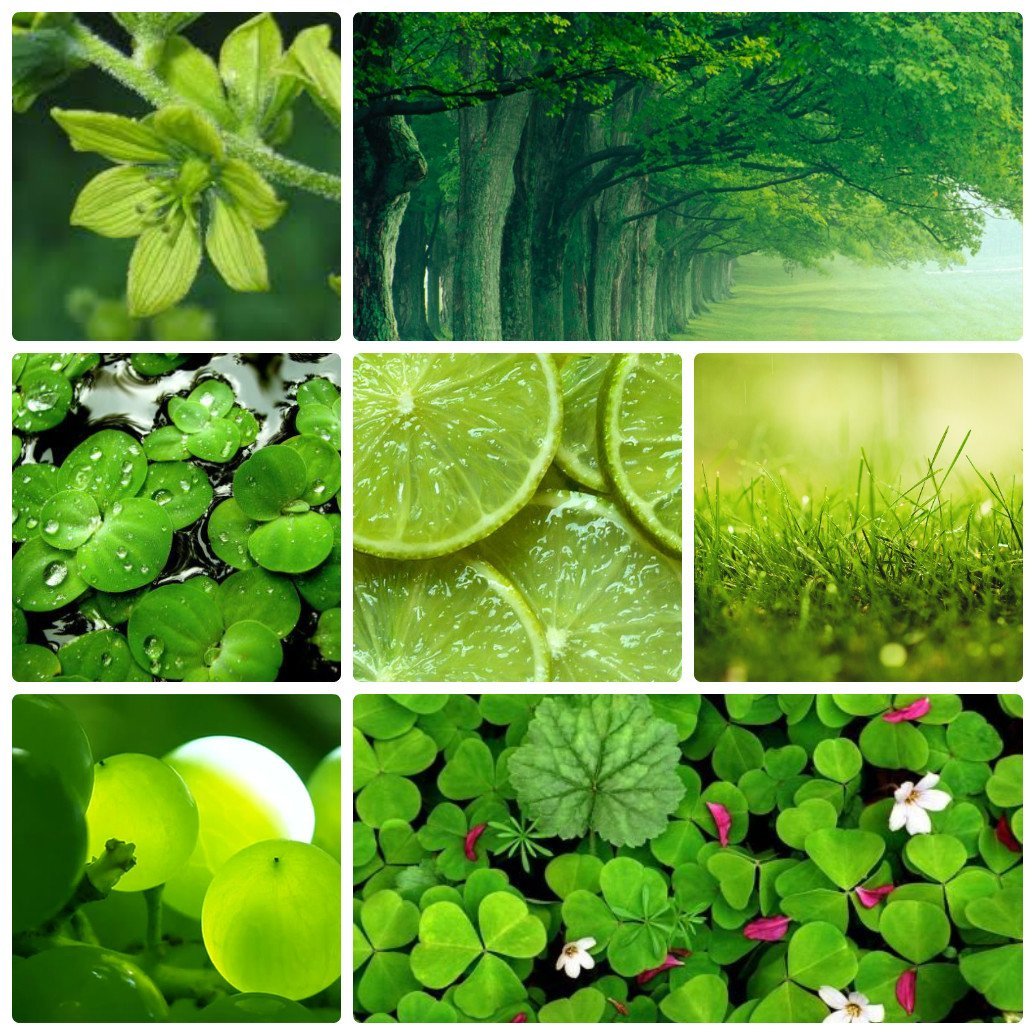 Цветы Зеленого Цвета В Природе