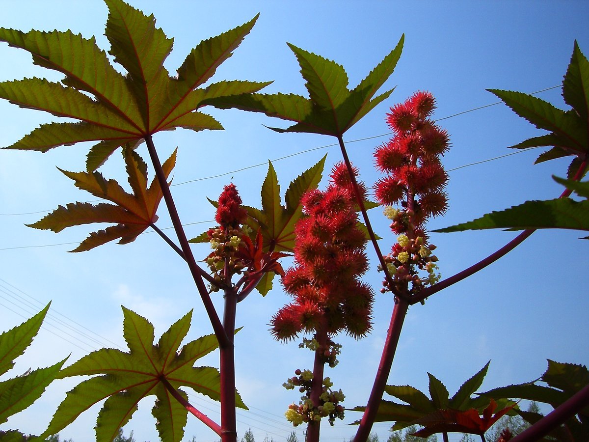 Клещевина обыкновенная (Ricinus communis)