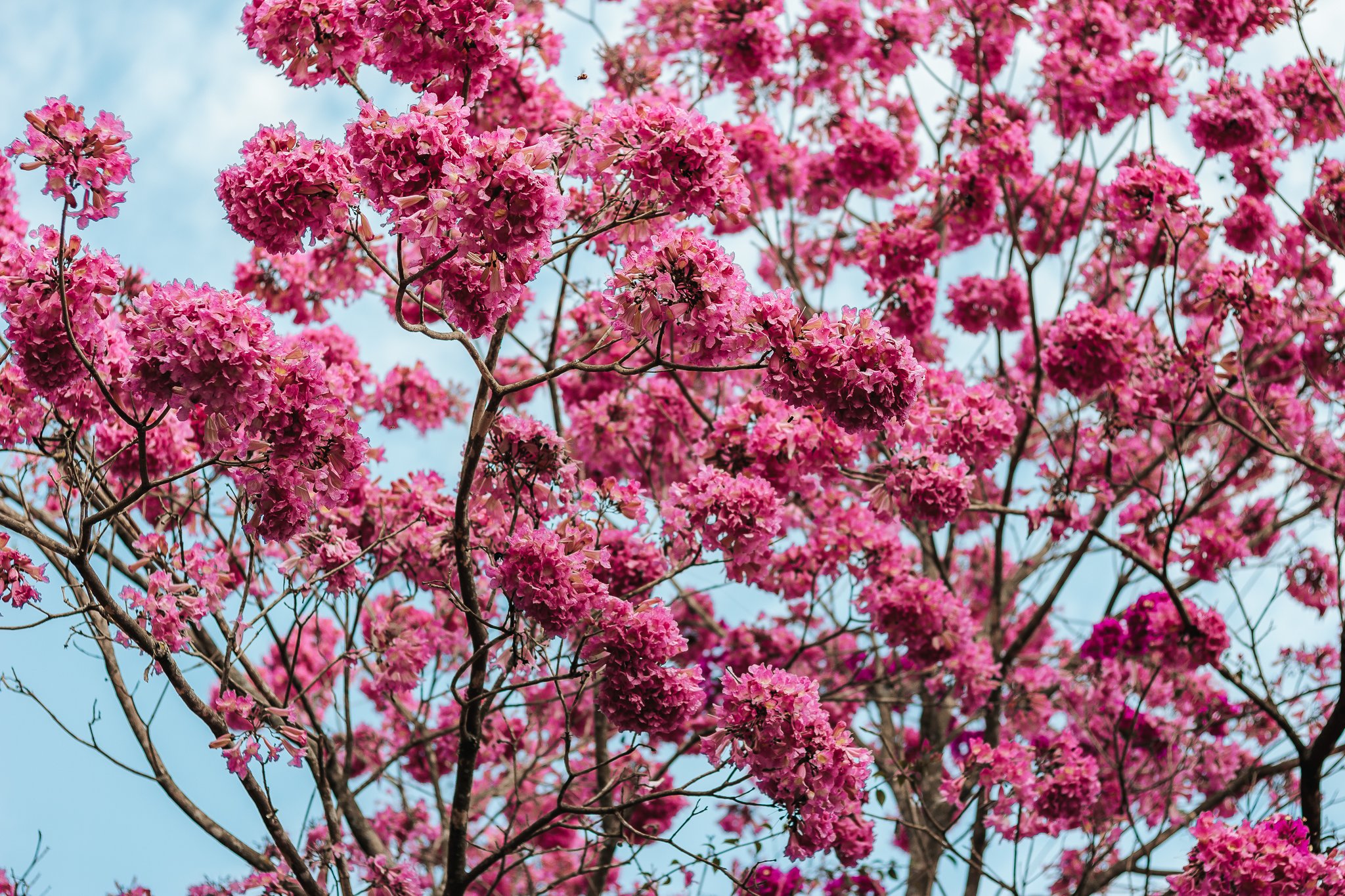 Какое дерево цветет розовыми цветами