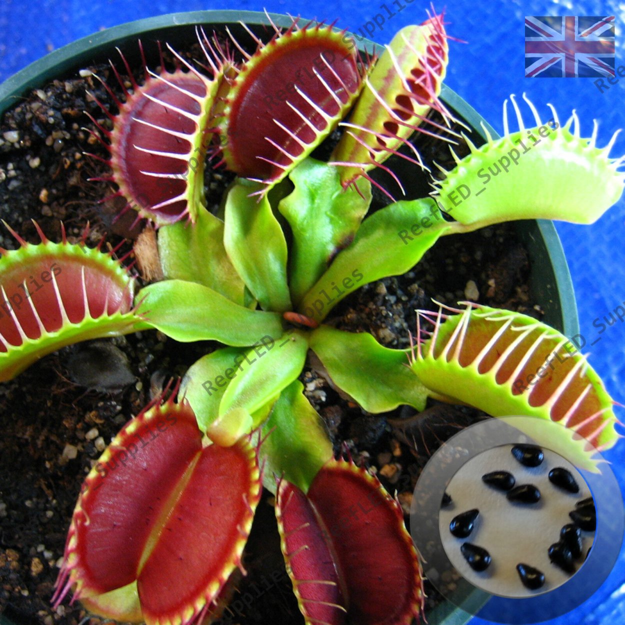 Venus Flytrap: Dionaea muscipula