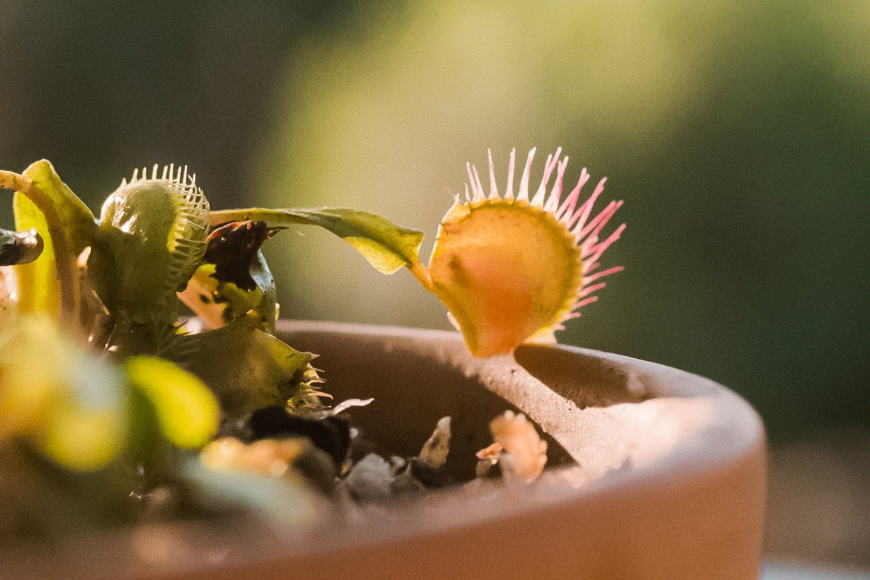 Dionaea muscipula Alien