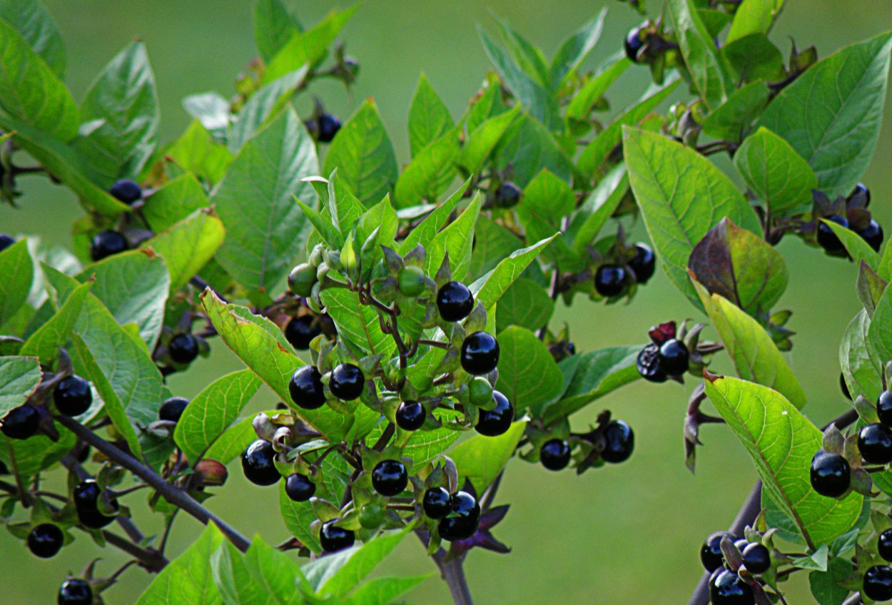 Красавка белладонна Atropa Belladonna
