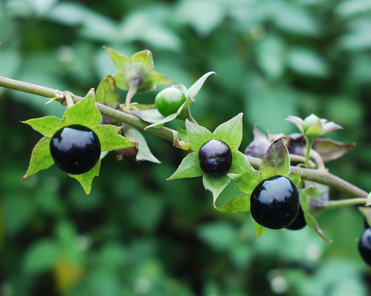 Белладонна (красавка, Atropa)