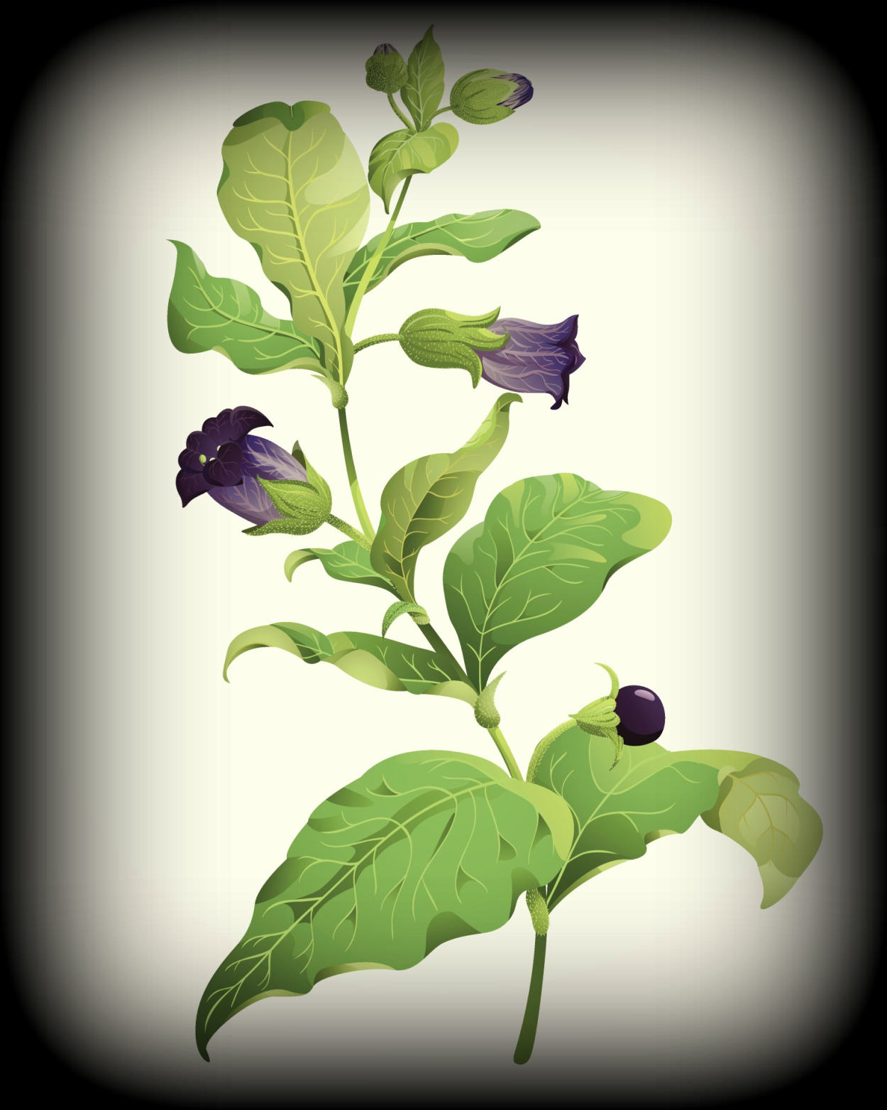 Красавка белладонна цветок