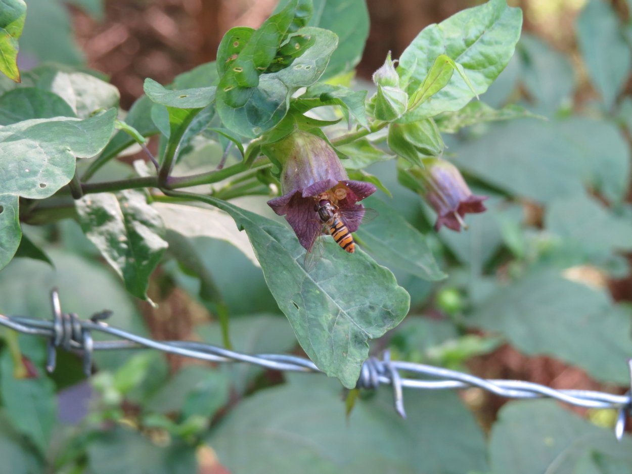 Атропа белладонна