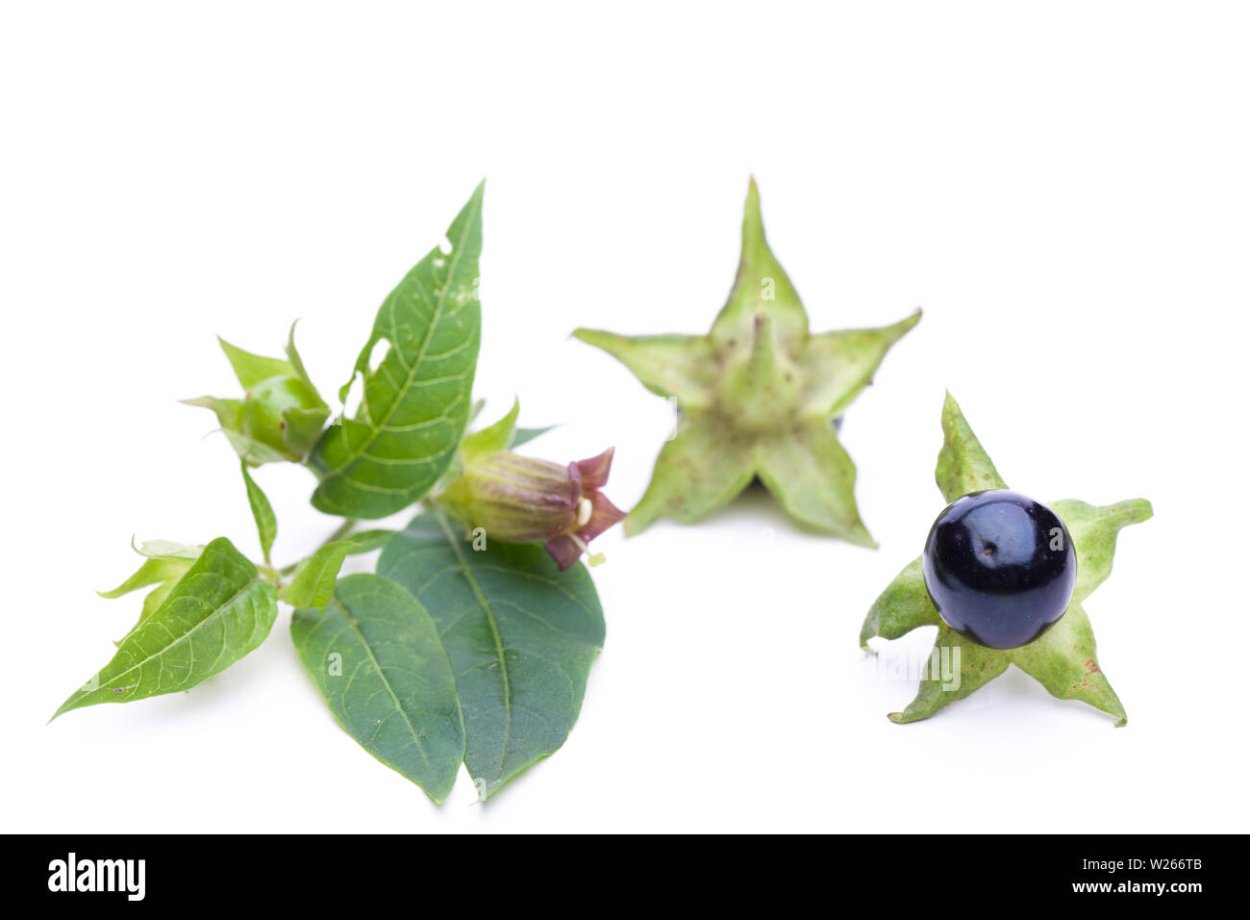 Атропа белладонна