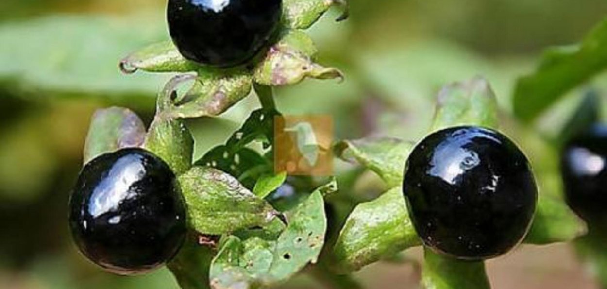 Красавка белладонна Atropa Belladonna