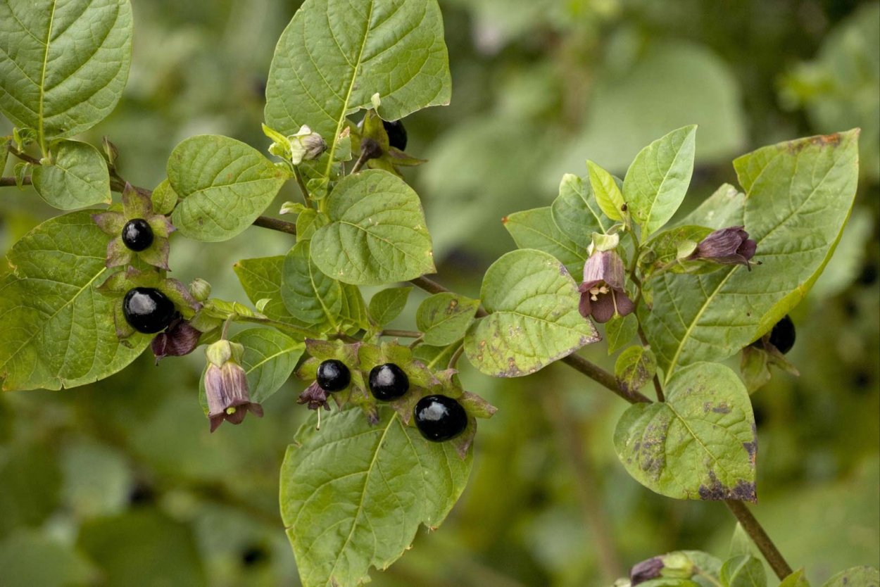 Красавка белладонна Atropa Belladonna