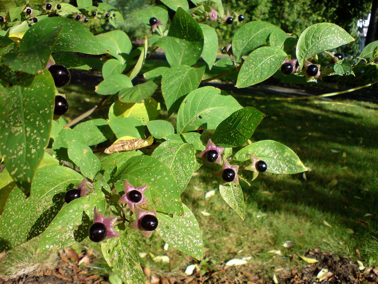Atropa Belladonna гербарий