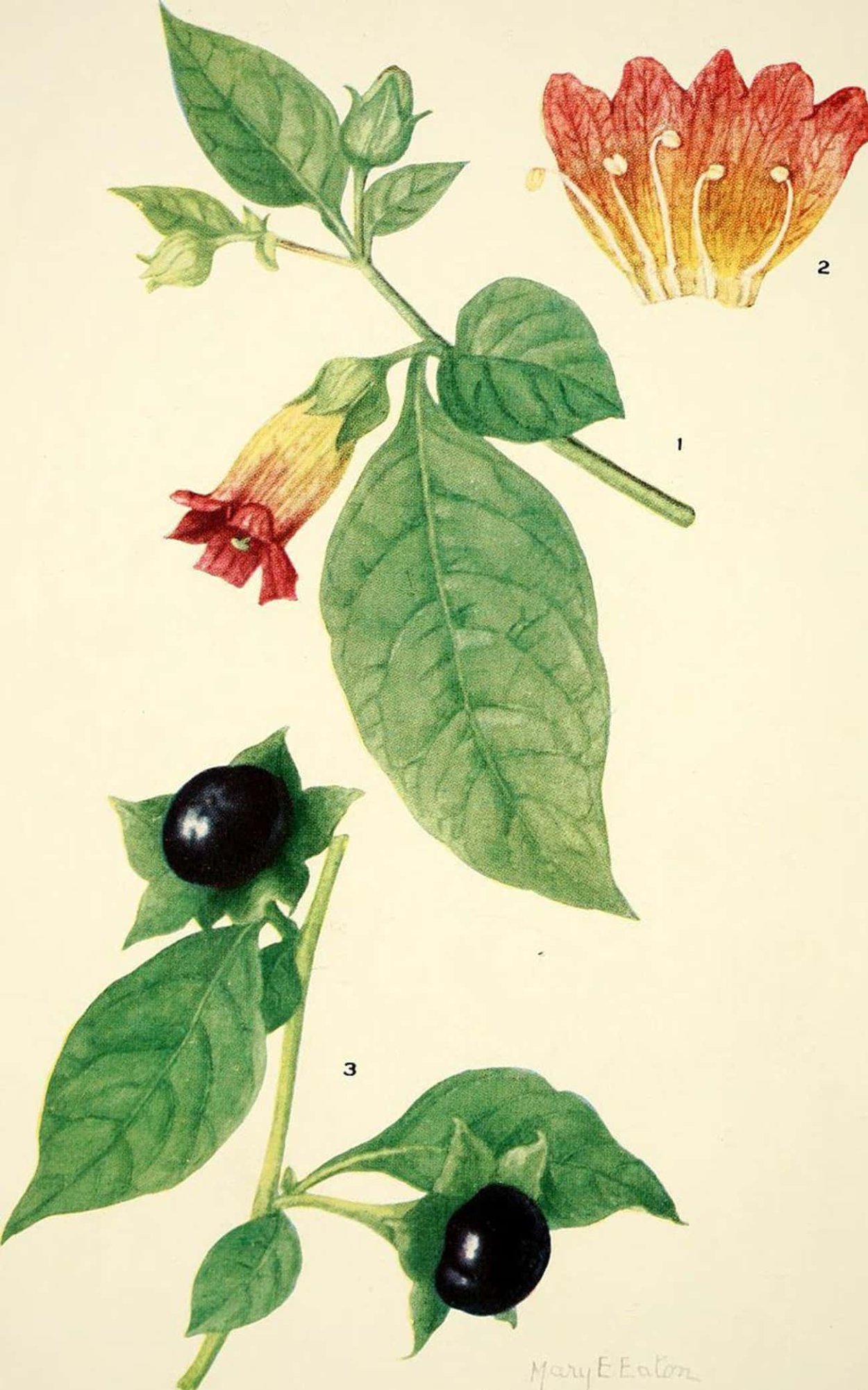 Атропа белладонна куст