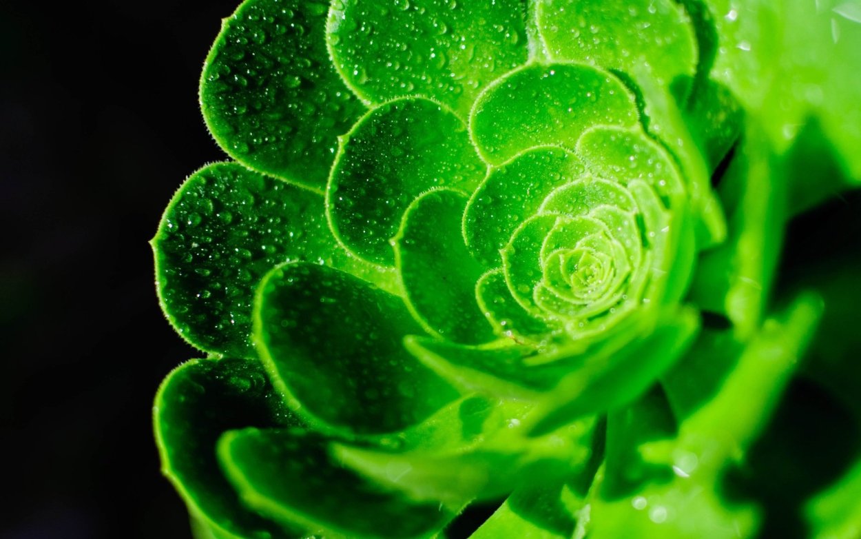 Зеленого света