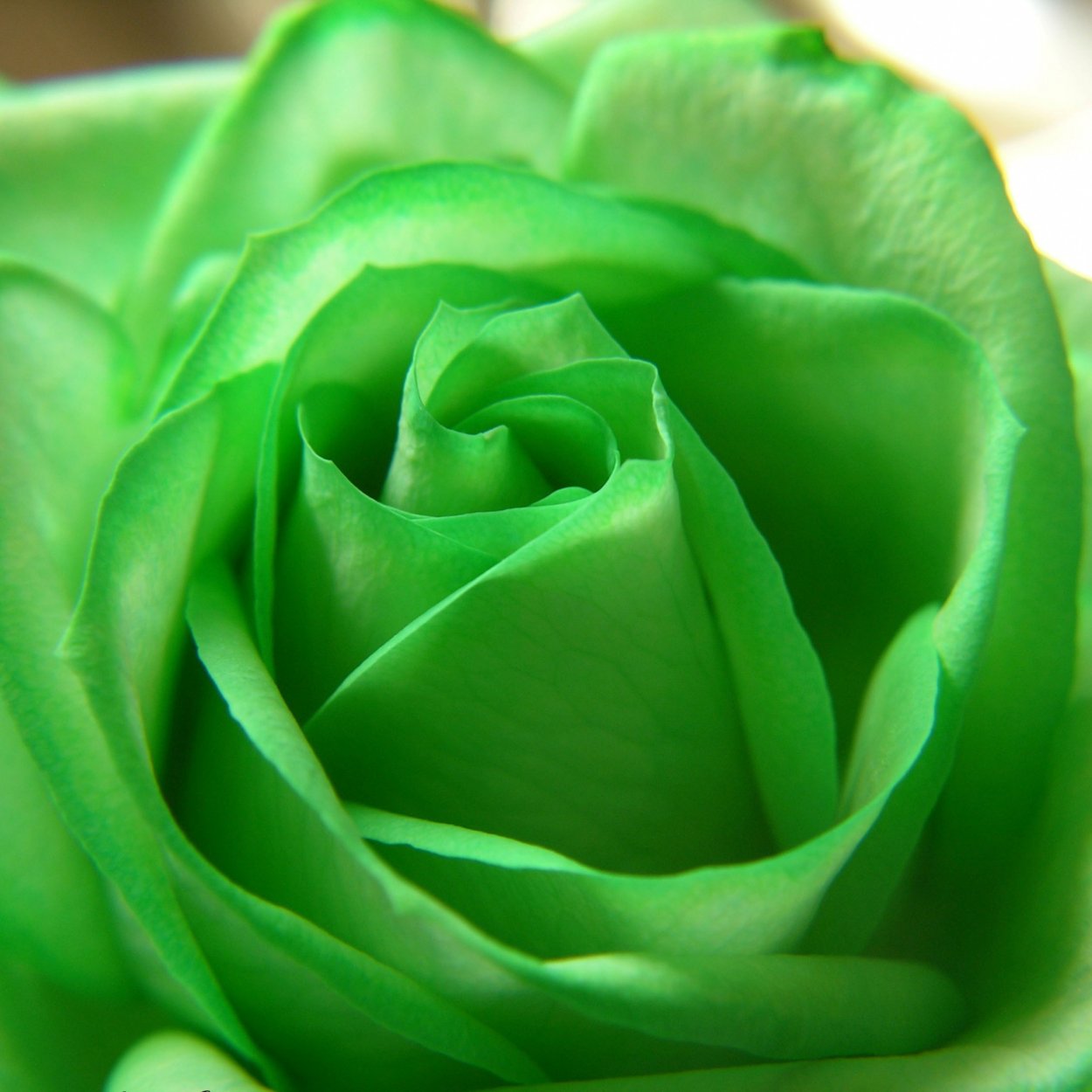 Роза Грин Роуз