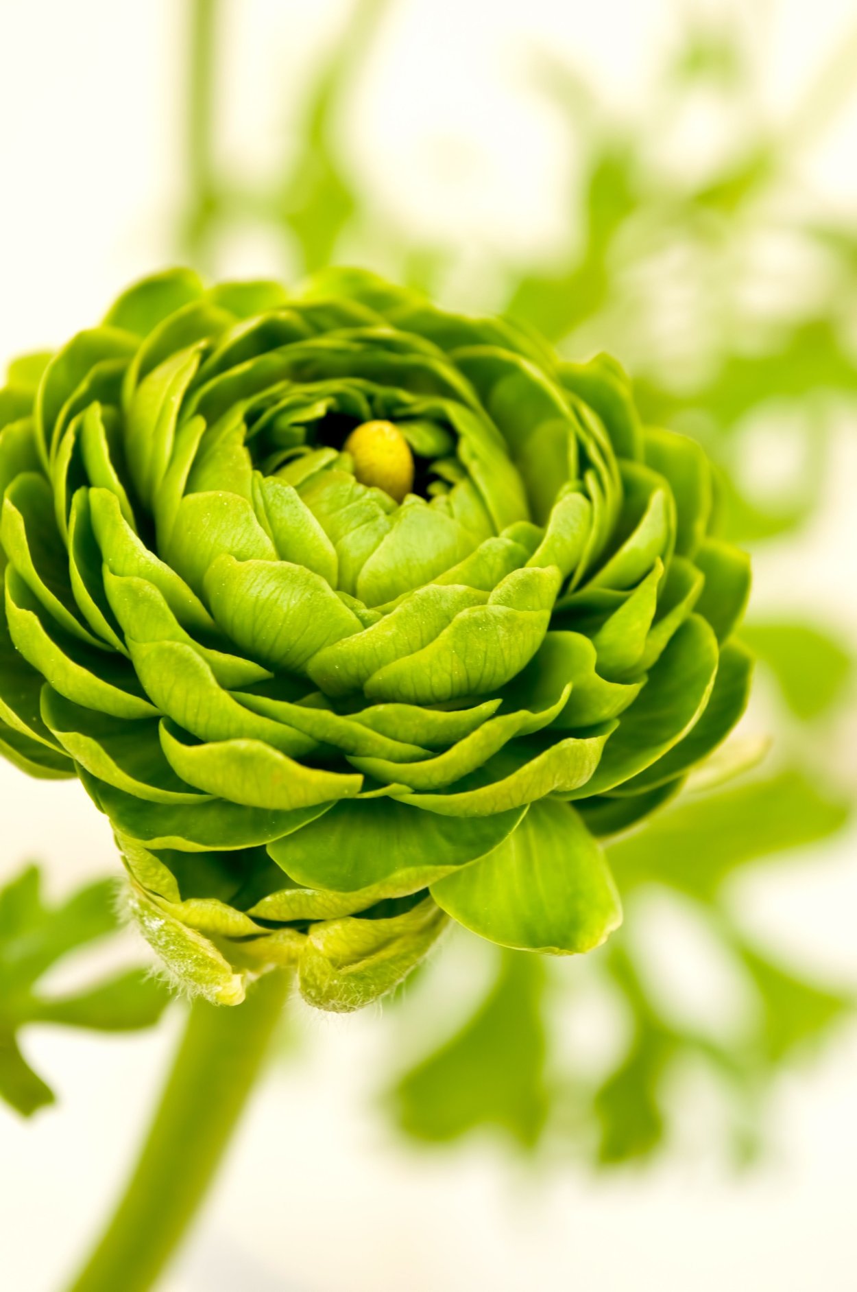 Лютик ранункулюс зеленый