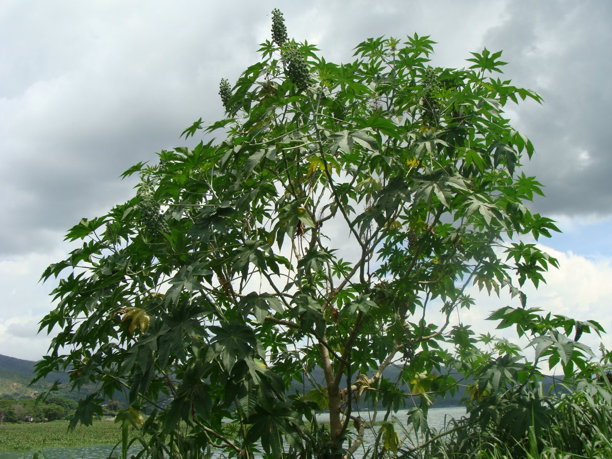 Клещевина обыкновенная (Ricinus communis)