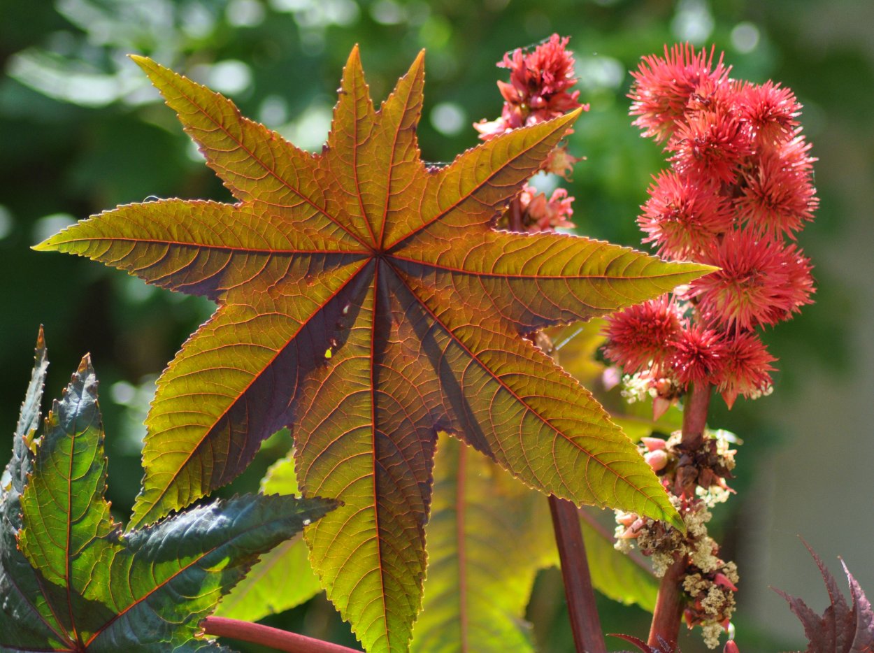 Клещевина Ricinus communis