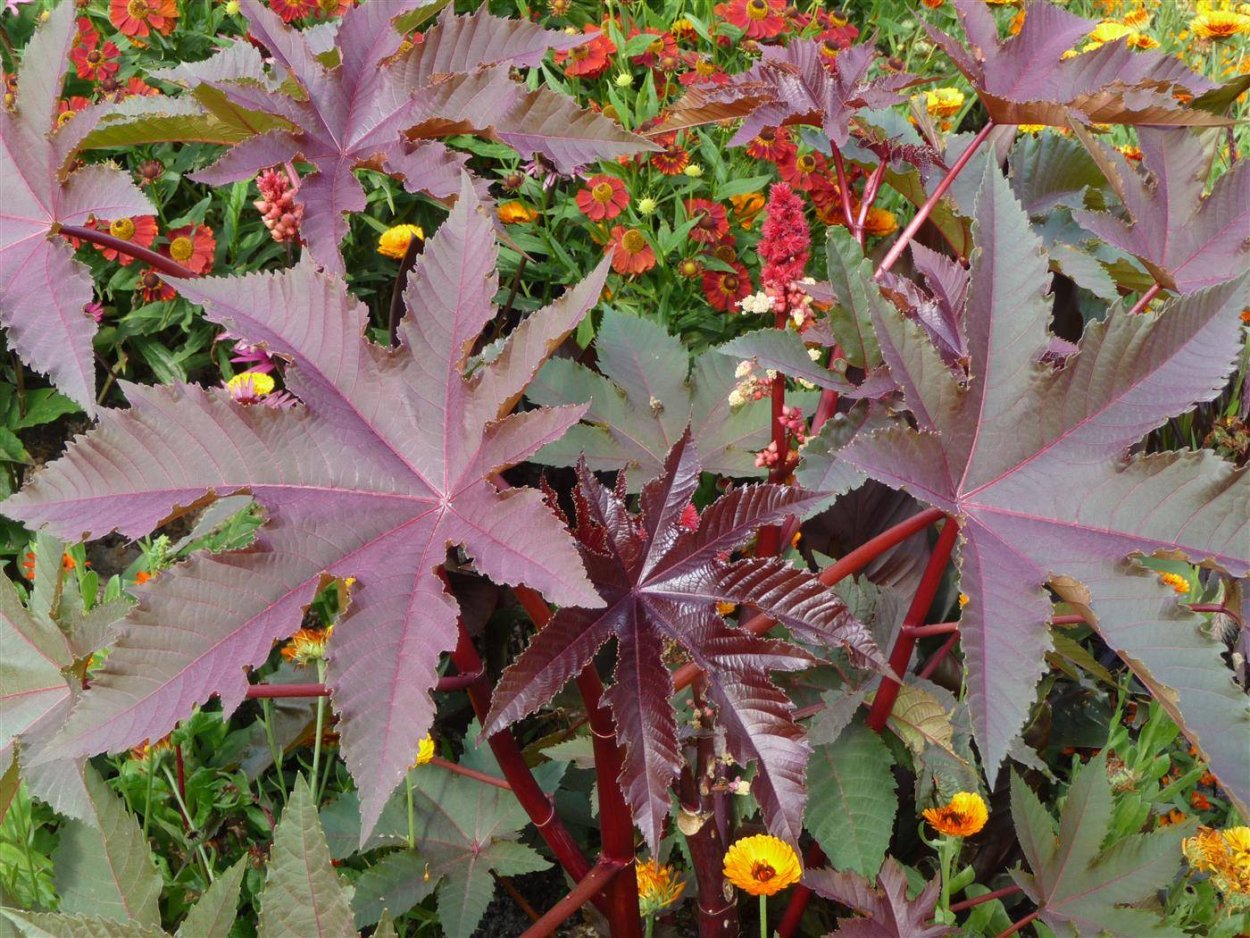 Клещевина Ricinus communis