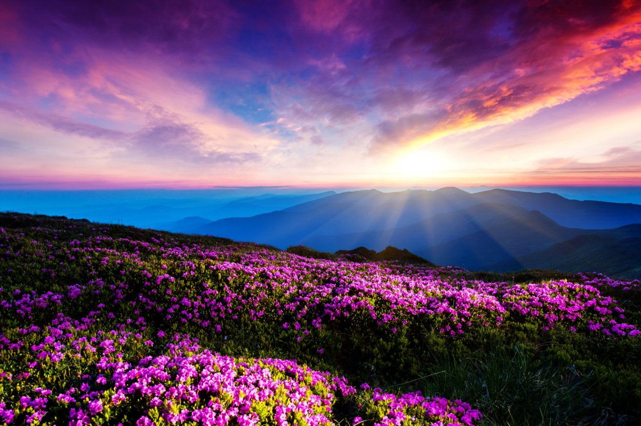 Природа цветы