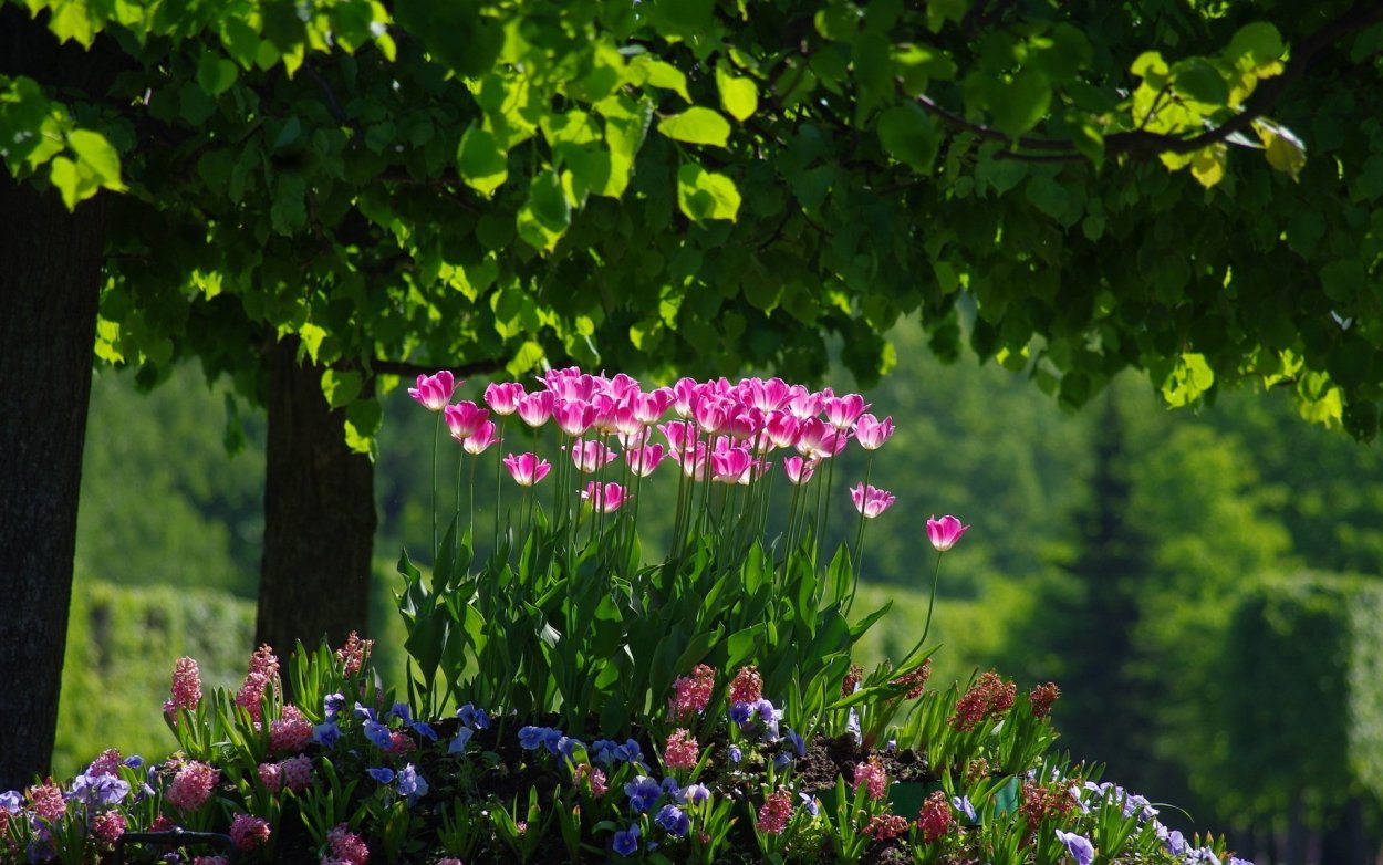Природа цветы