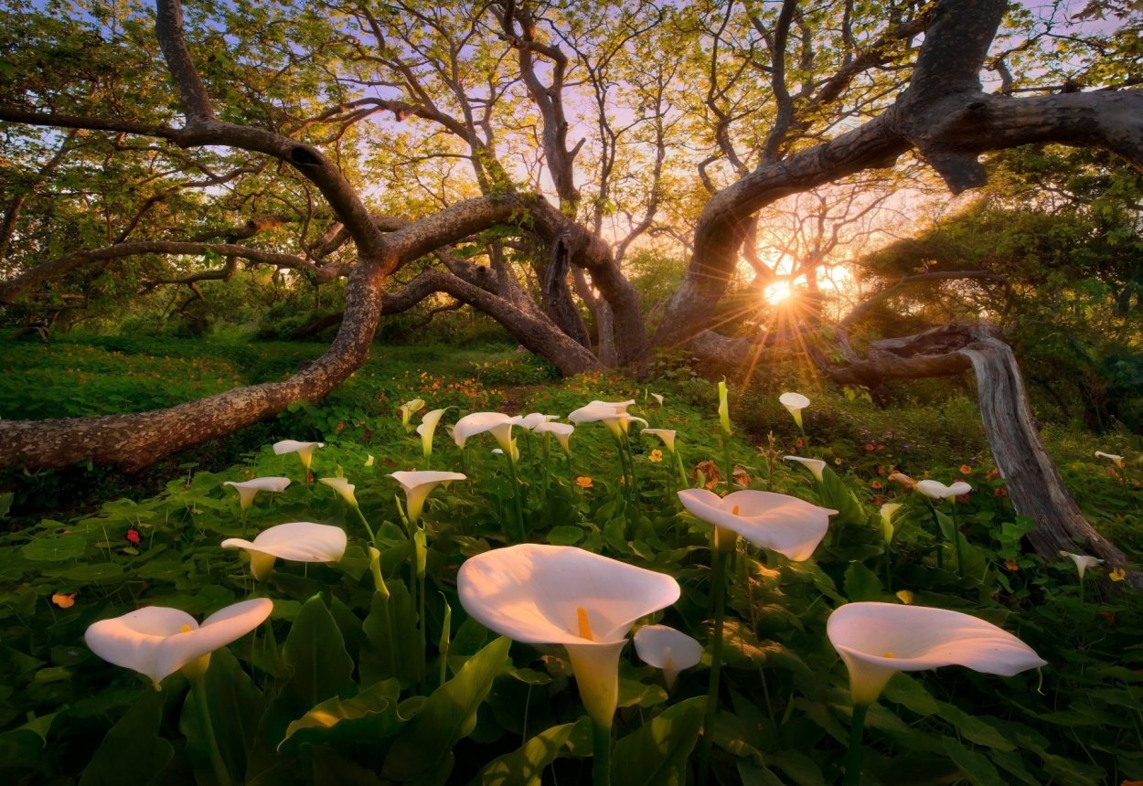 Marc Adamus (Марк Адамус
