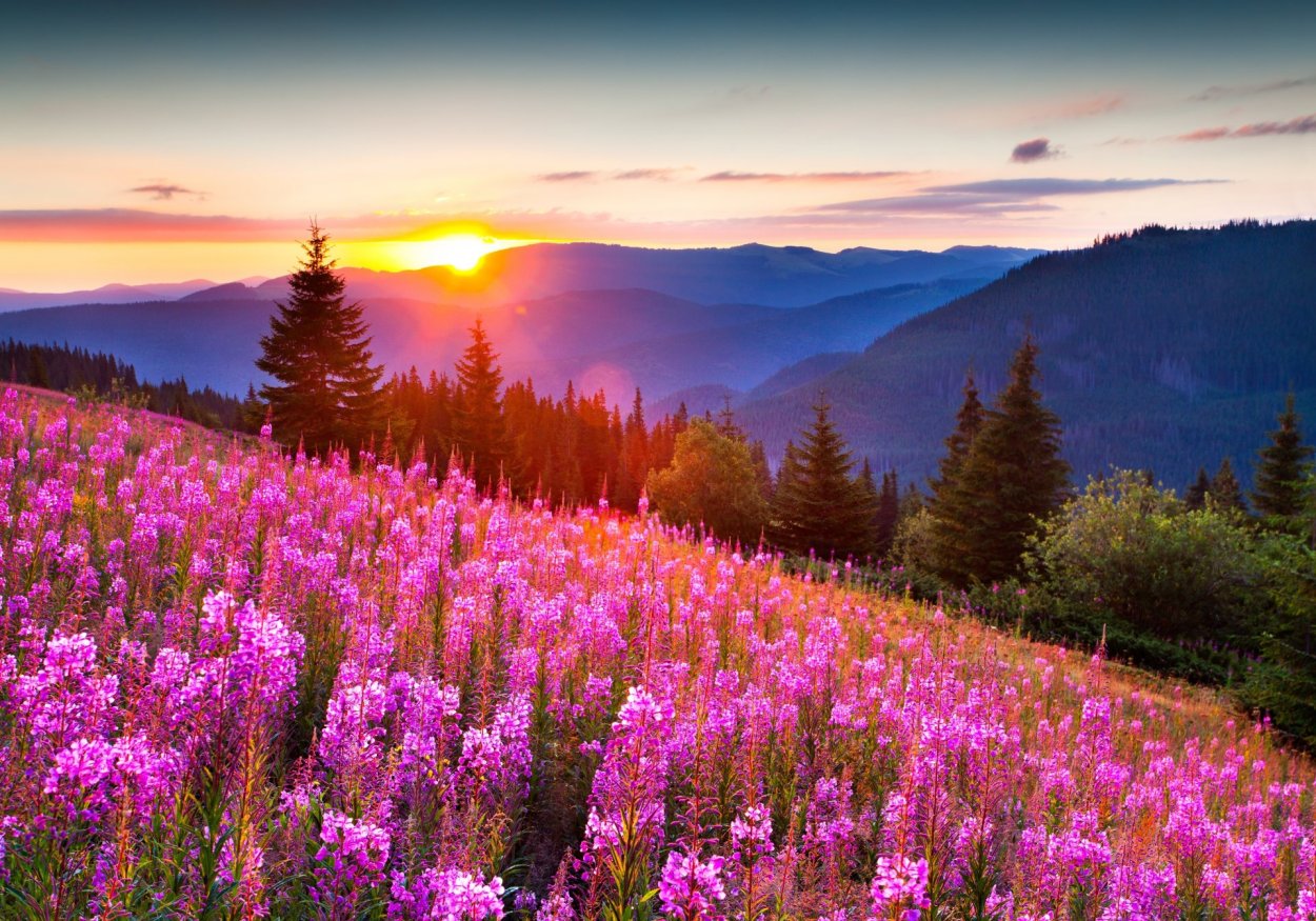 Красивая природа