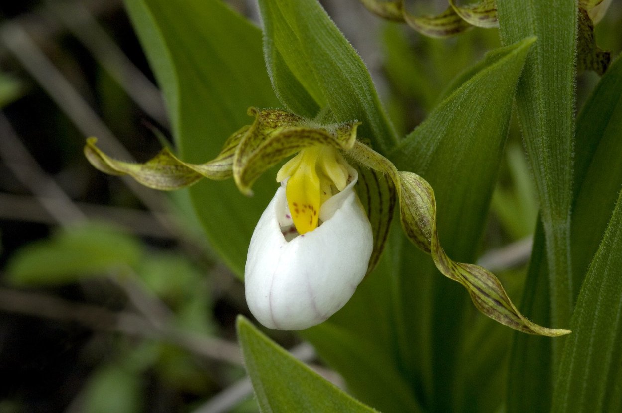 Венерин башмачок настоящий (Cypripedium calceolus)