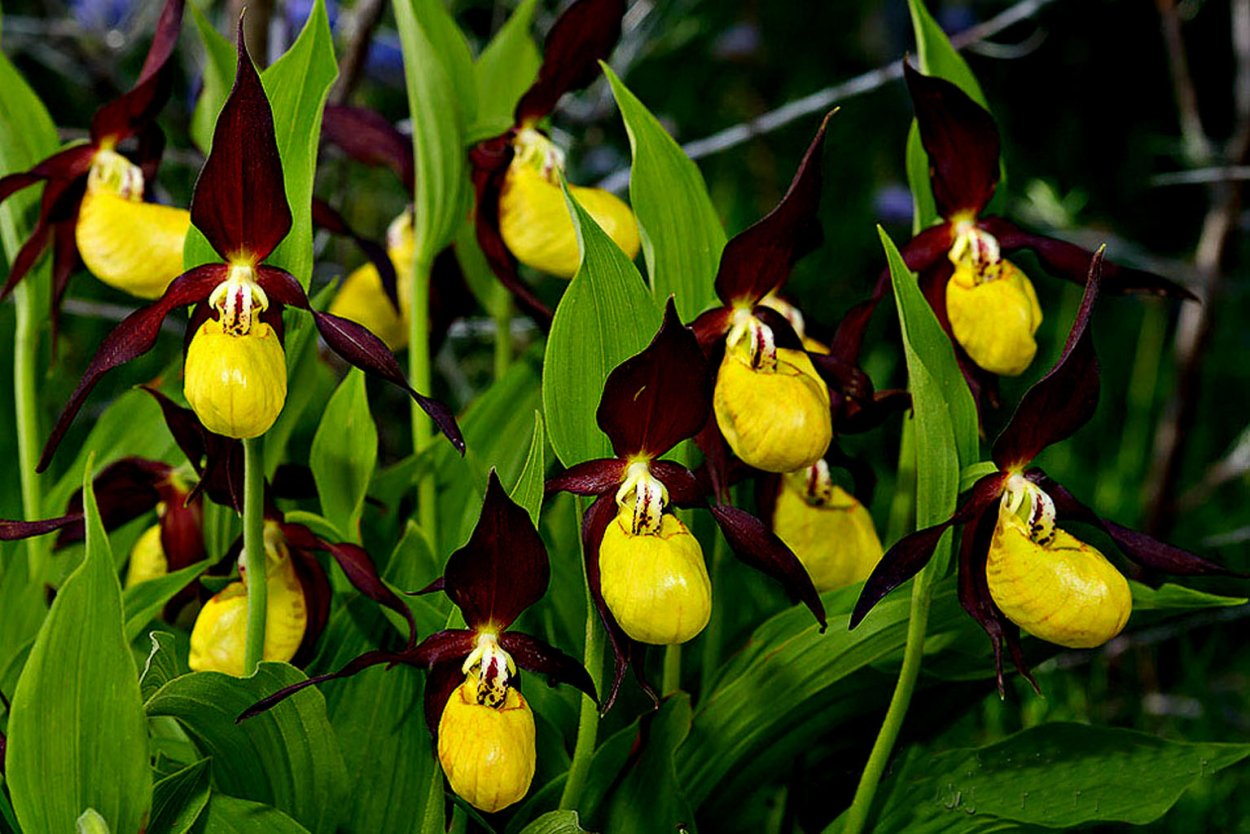 Венерин башмачок настоящий (Cypripedium calceolus)