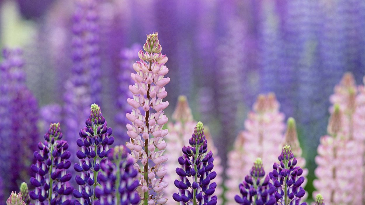 Люпин многолистный Шандэлье. Люпин Луговой. Люпин (Lupinus) the Chatelaine. Люпин многолистный фиолетовый.