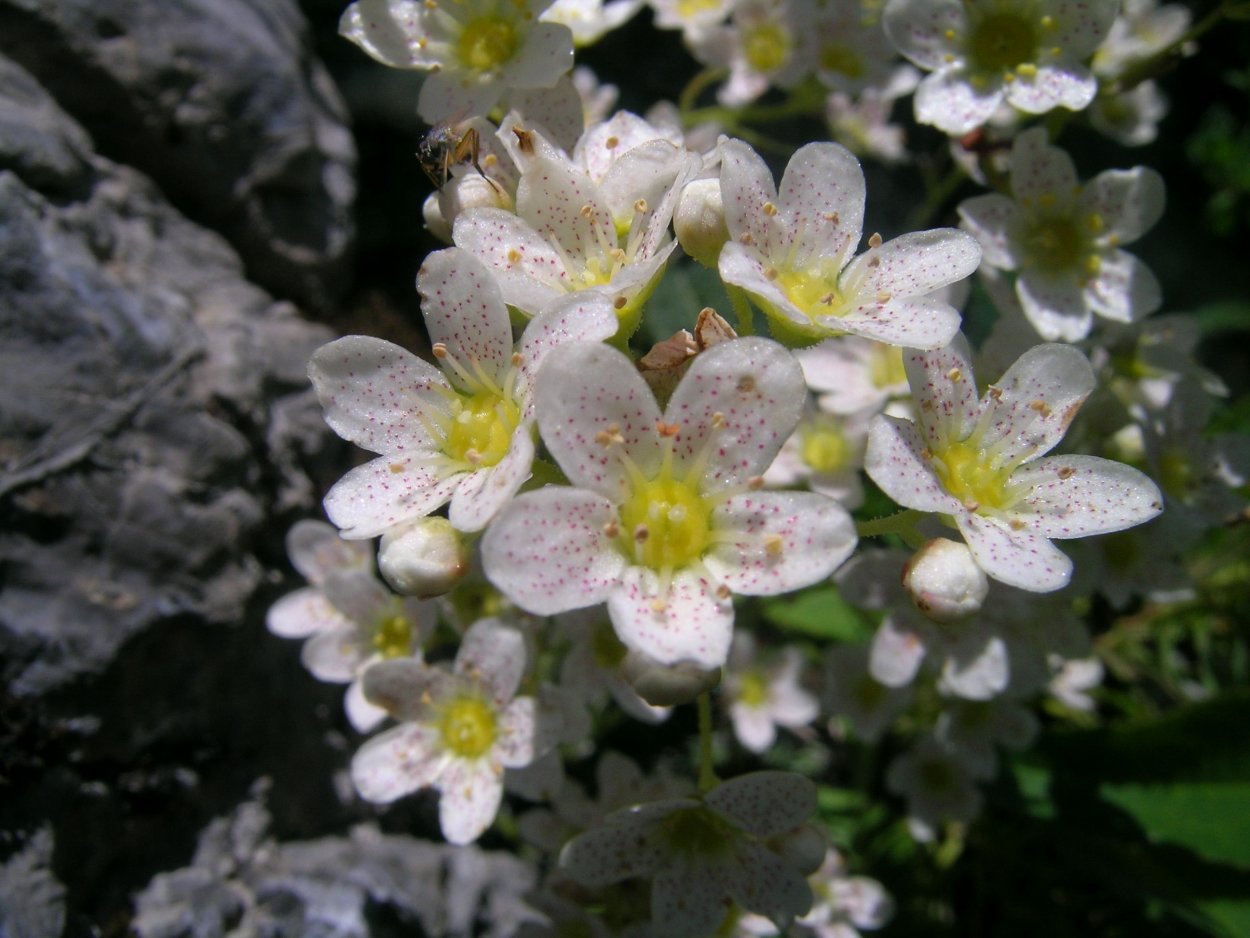 Камнеломка метельчатая (Saxifraga paniculata)