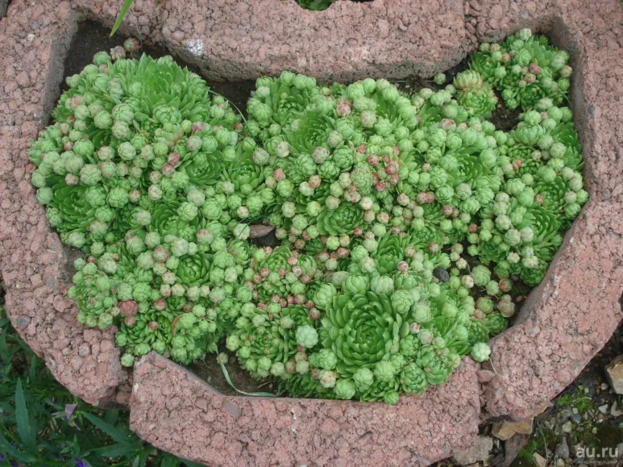 Молодило Sempervivum Cassiopea