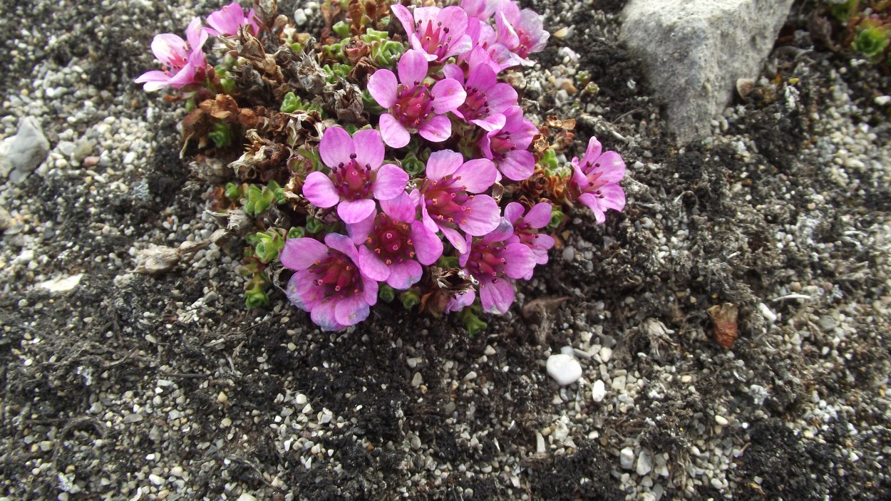 Камнеломка супротивнолистная (Saxifraga oppositifolia).