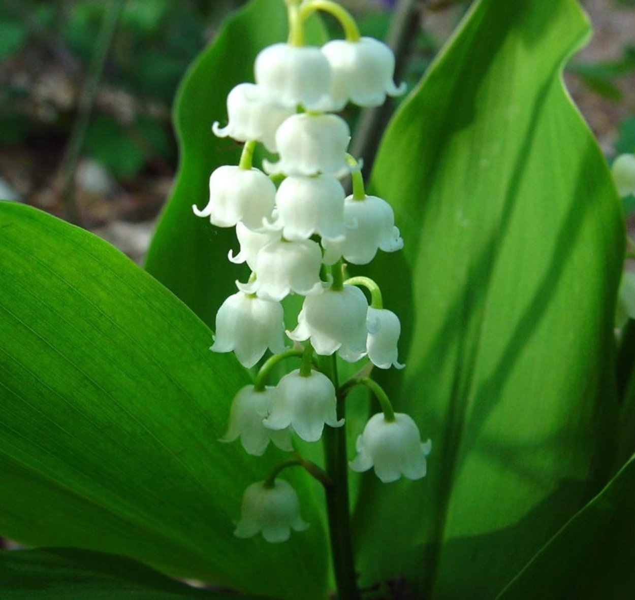 Ландыш Кейске Convallaria keiskei