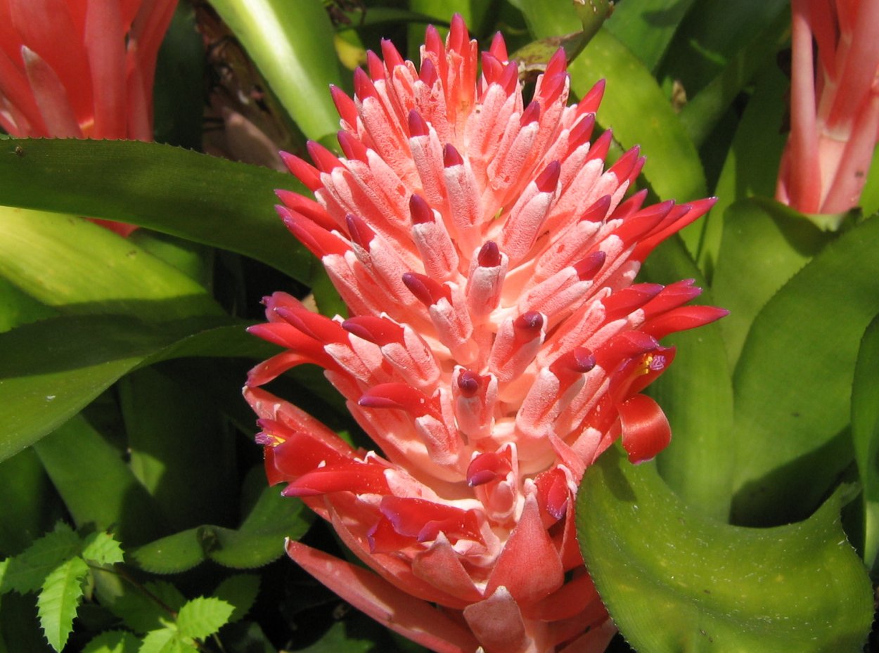 Гузмания Никарагуанская