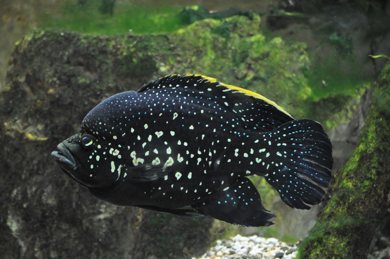 Тилапия аквариумная рыбка