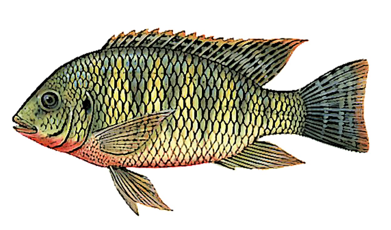 Тиляпия Галилейская