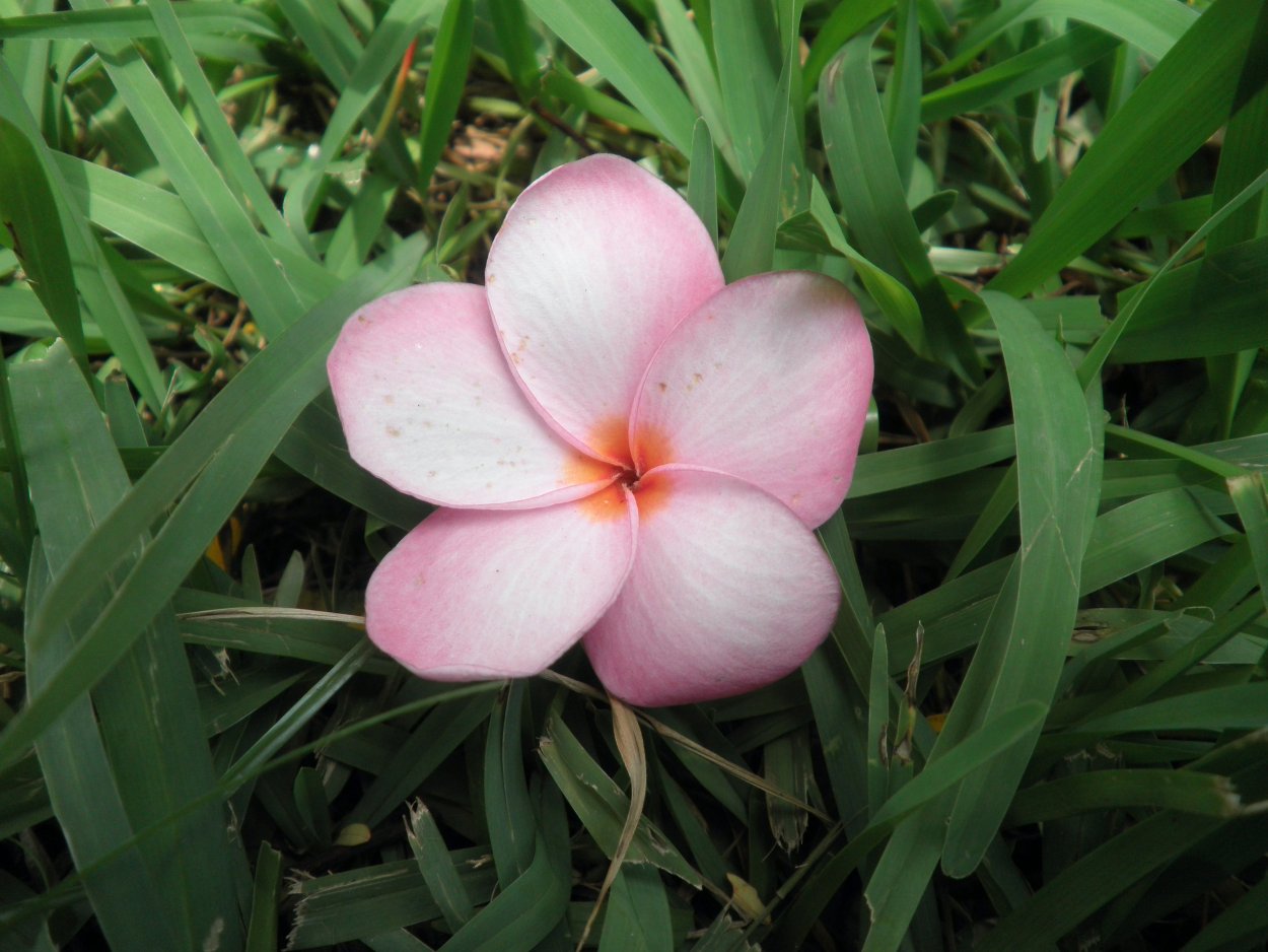 Цветок тилапия мангенсис