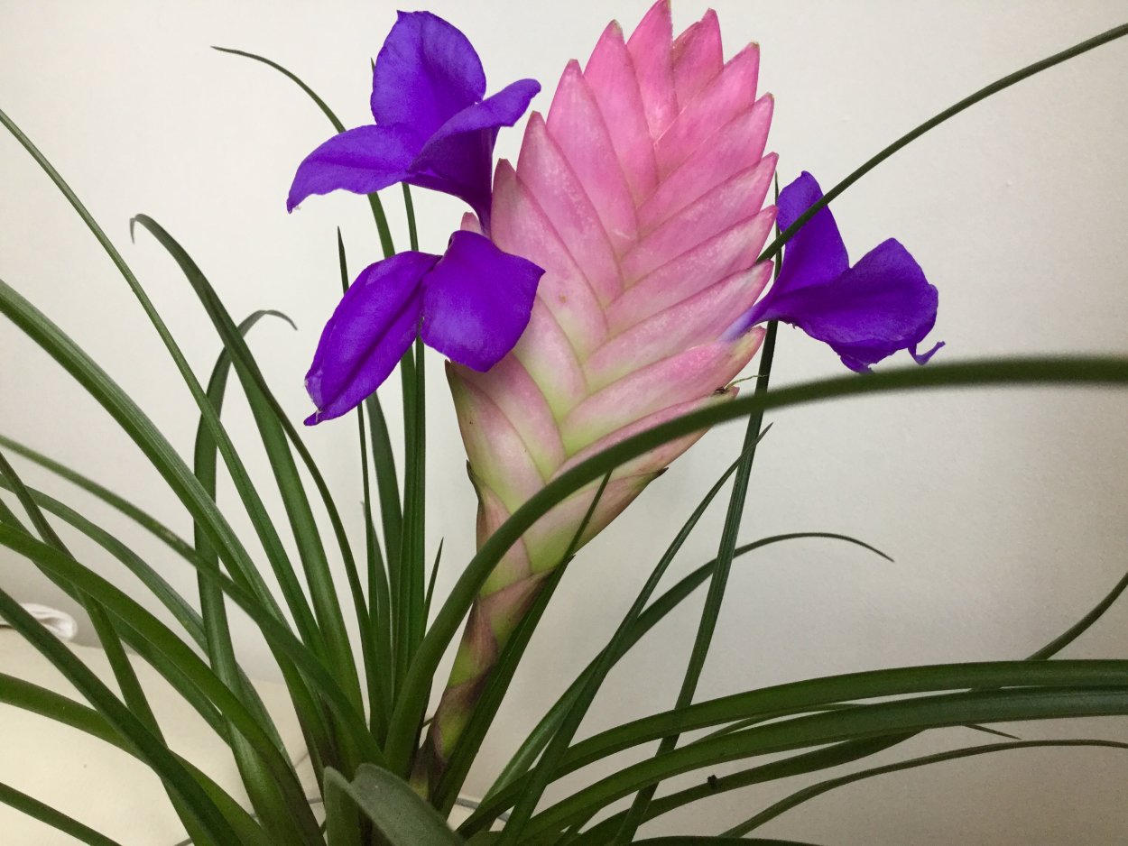 Тилландсия синяя (Tillandsia cyanea)