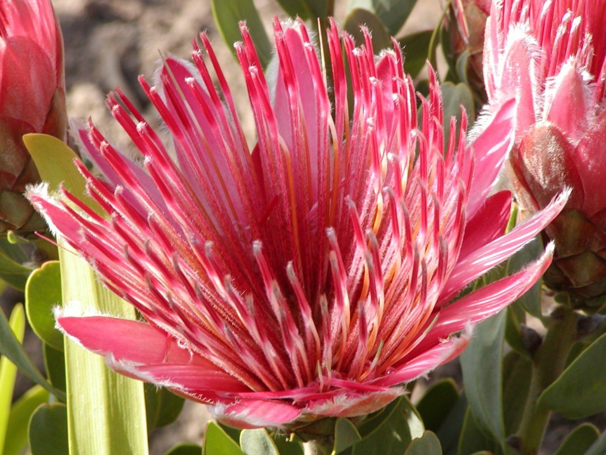 Протея олеандровидная