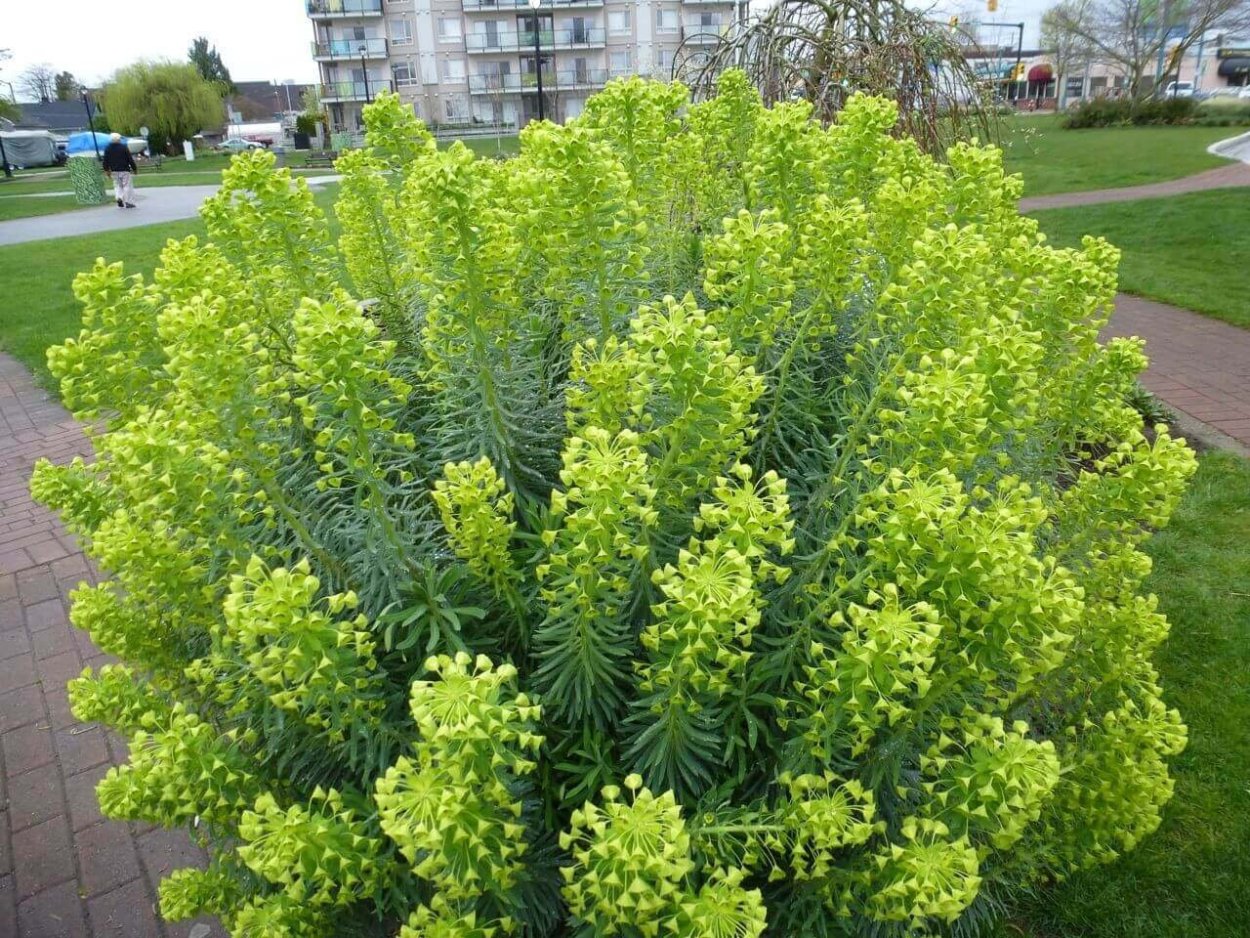 Тласпи Грин Белл