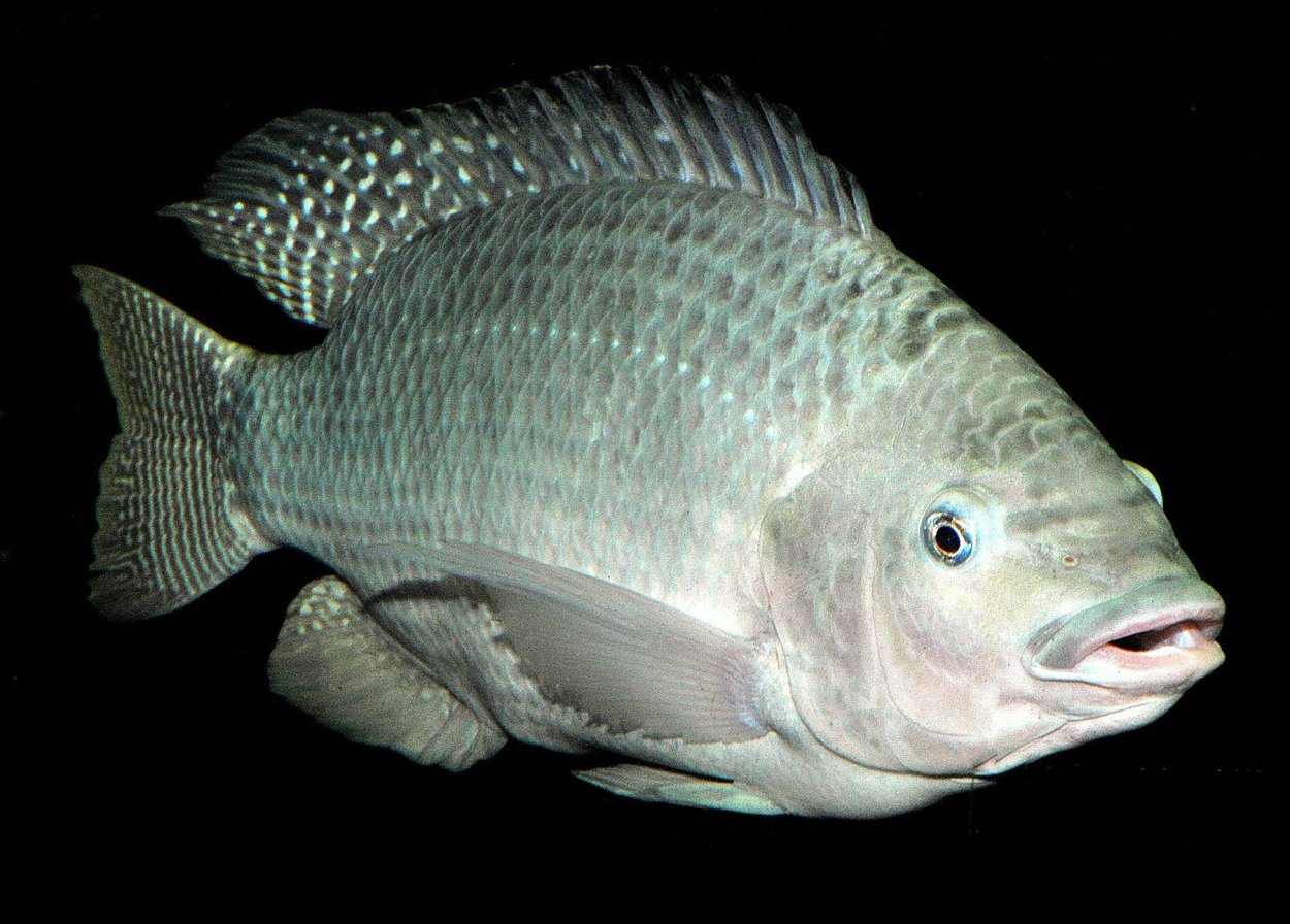 Oreochromis niloticus рыба