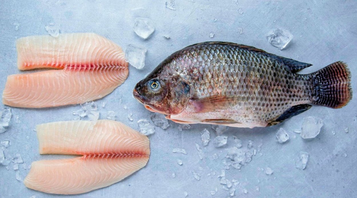 Рыба тилапия и мальки