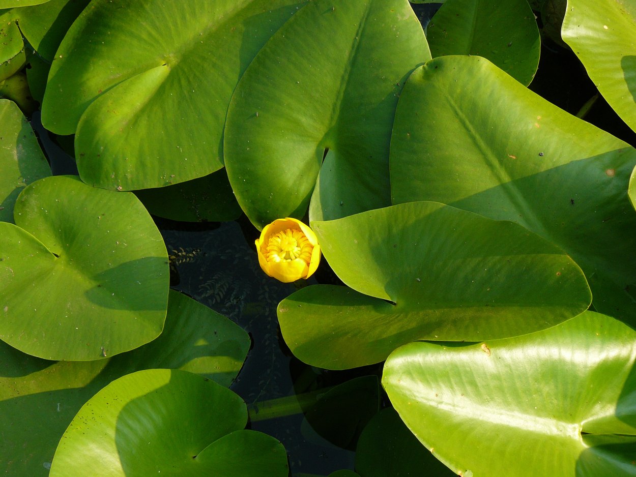 Nuphar pumila