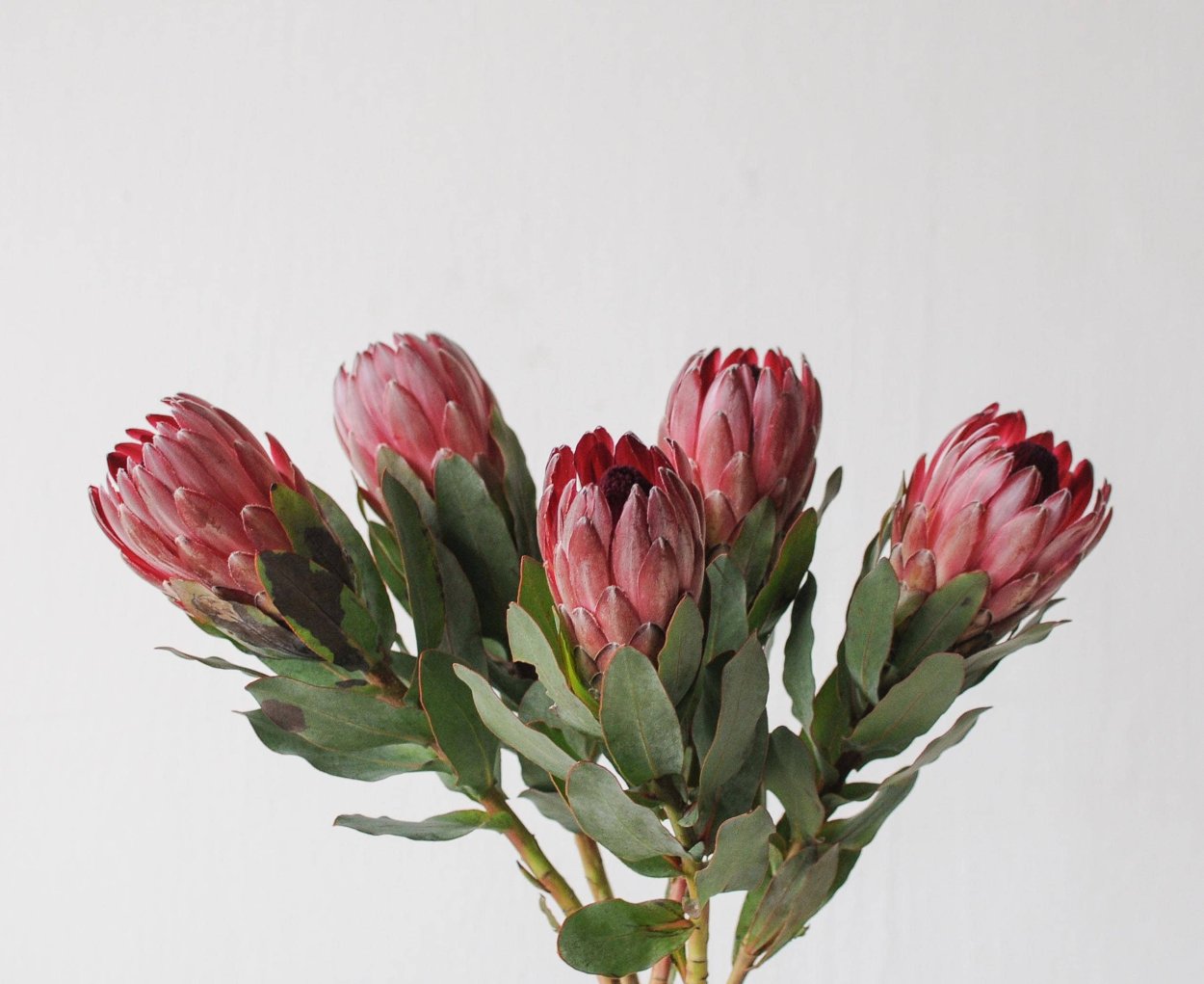 Tilapia fillets Andu